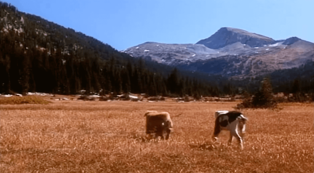 Homeward Bound Movie
