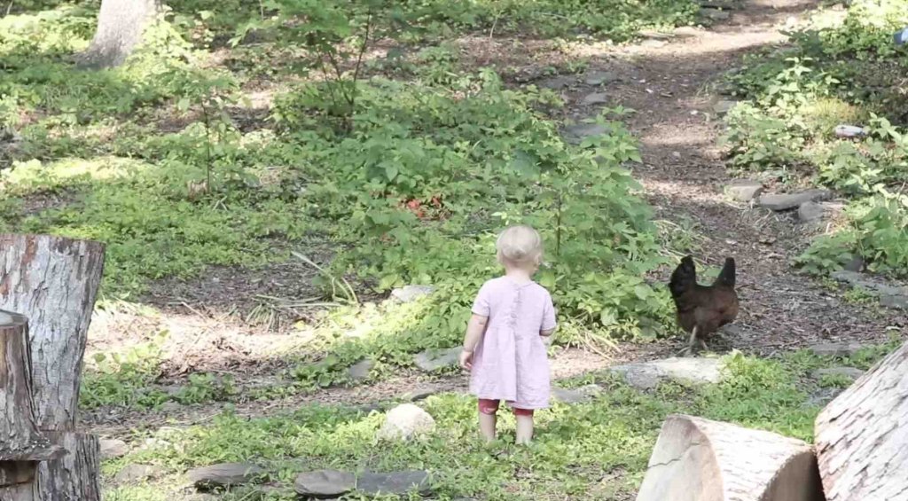 little girl chasing a chicken