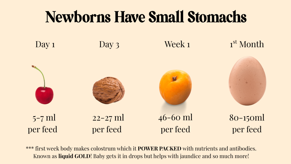Graphic showing Newborn stomach size